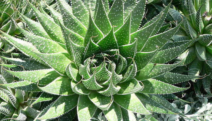 Tipos de sábila (Aloe Aristata)