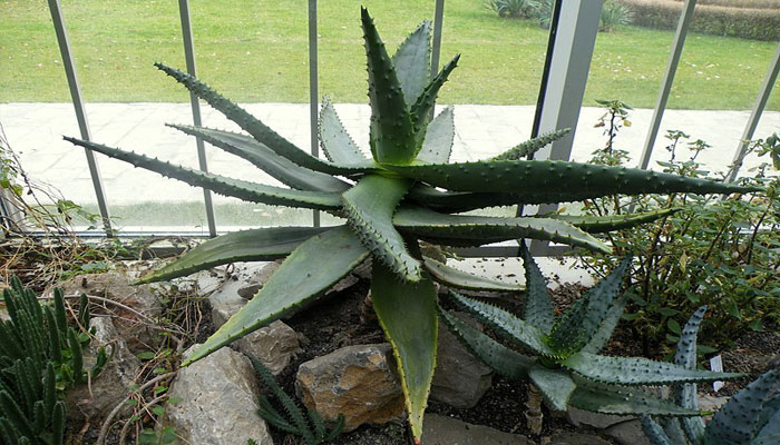 Aloe Ferox