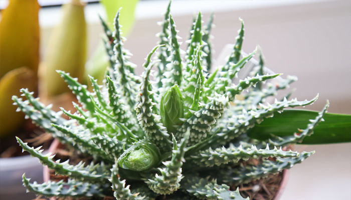 Aloe Humilis