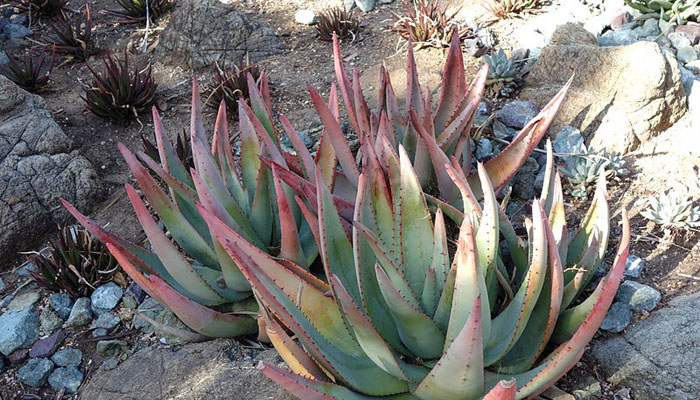 Aloe Petricola