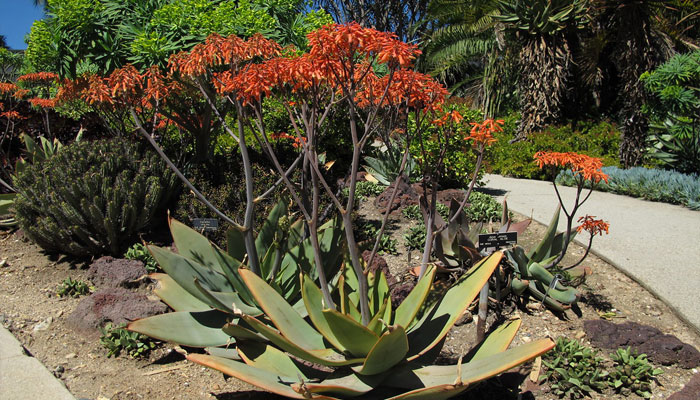 Aloe coral