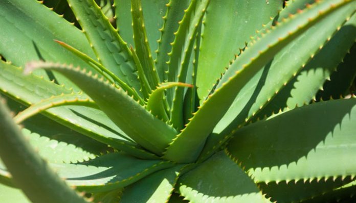 Roseta de un aloe con hojas estrechas y dientes marcados