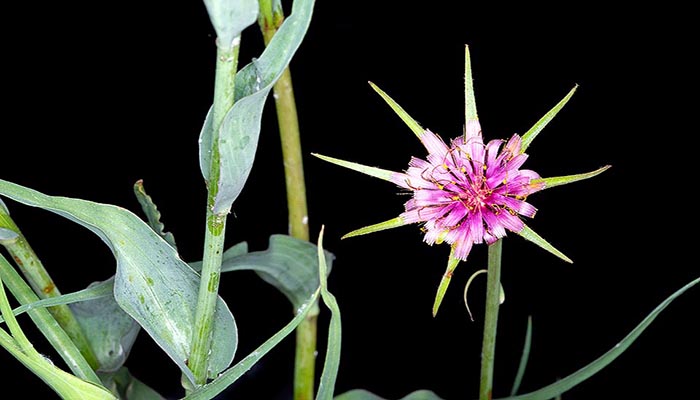 Salsifí (Tragopogon Porrifolius).
Origen, Descripción, Cultivo Y Usos