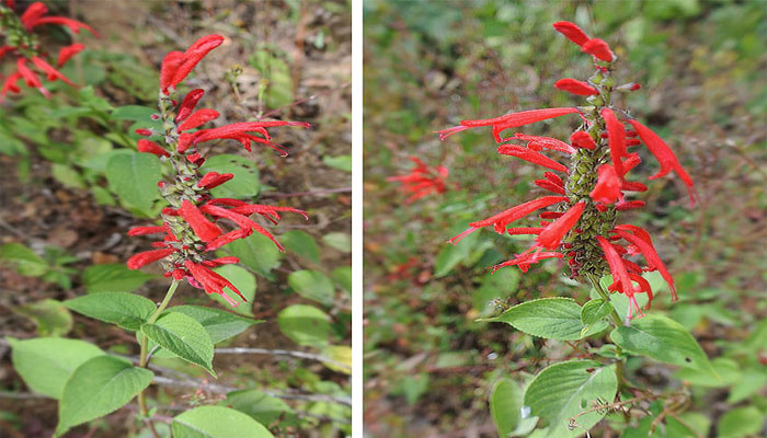 Salvia escarlata (Salvia coccinea)