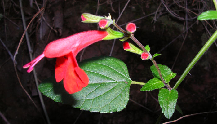 Flor de Salvia escarlata