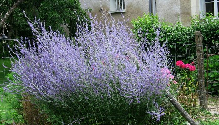 Salvia rusa