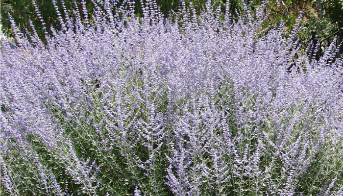 Salvia rusa