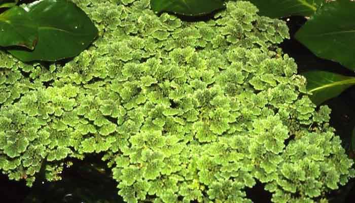 Azolla filiculoides