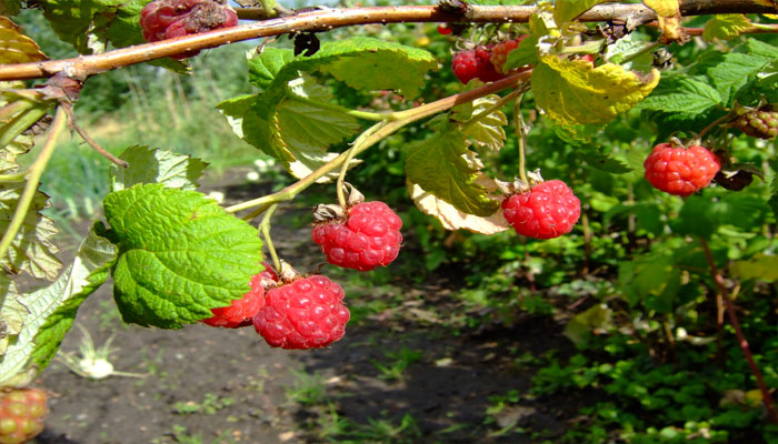 Rubus idaeus