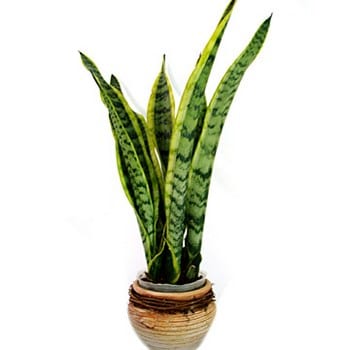 Sansevieria, una planta de pocos
cuidados