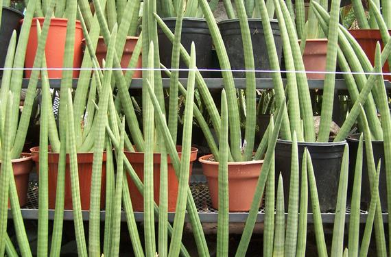 Planta Ssansevieria
