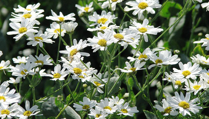 Santamaría (Tanacetum balsamita) 