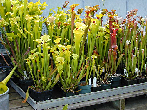 Sarracenia