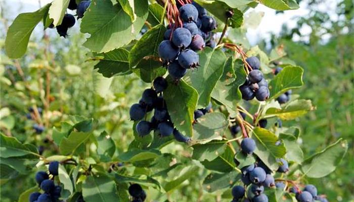 Saskatoons