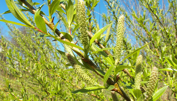 Inflorescencias