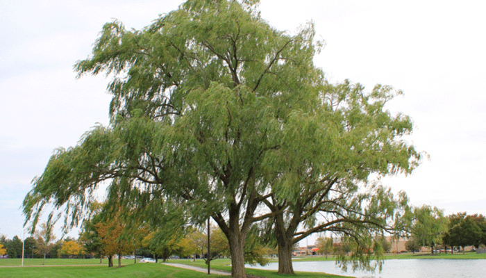 Sauce negro (Salix nigra)