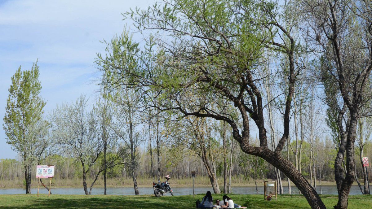 Sauce: tipos, características, tamaño, variedades, colores…