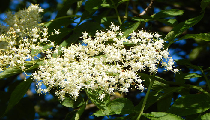 Flor de Saúco