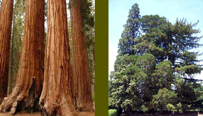 Secoya gigante (Sequoiadendron giganteum)