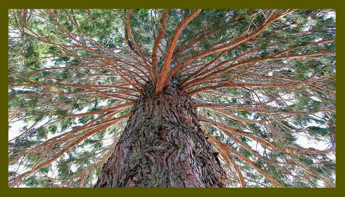 Es un árbol magistral e imponente