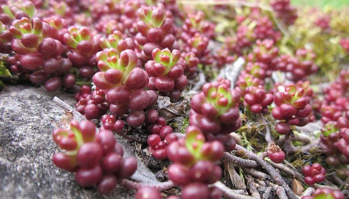 sedum