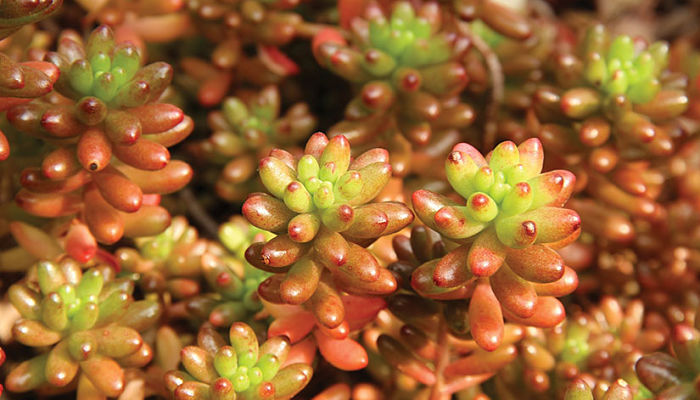 sedum rojo