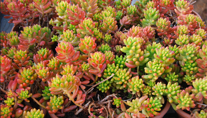 sedum