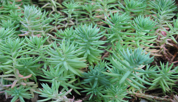 Sedum reflexum