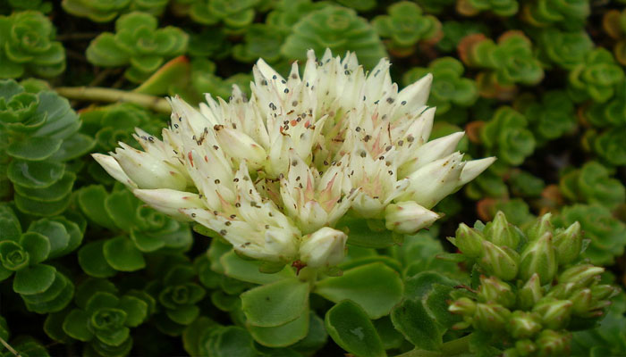 Sedum spurium