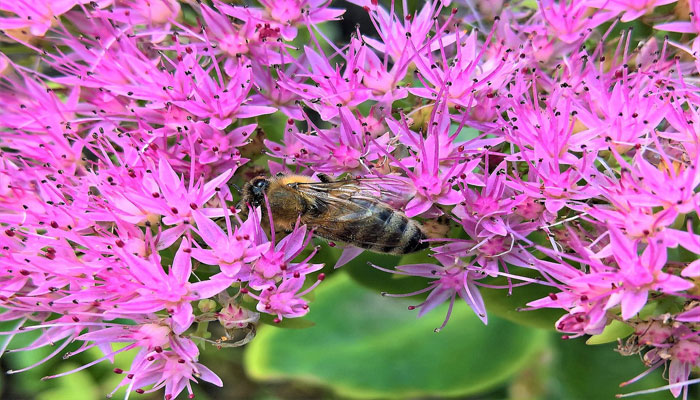 Stonecrop