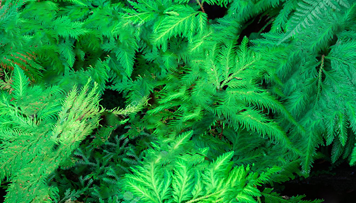 Selaginella