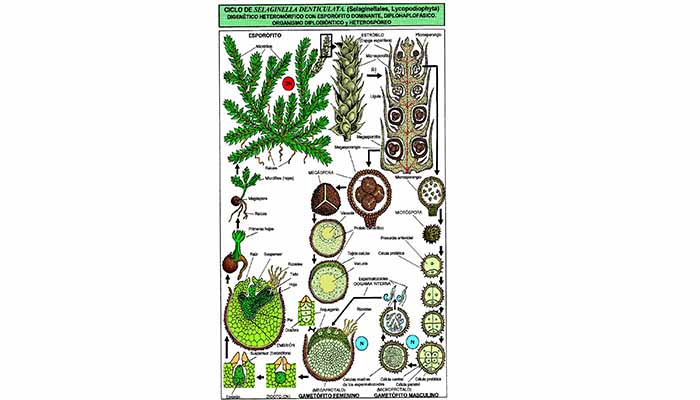 Características detallada de la Selaginella 