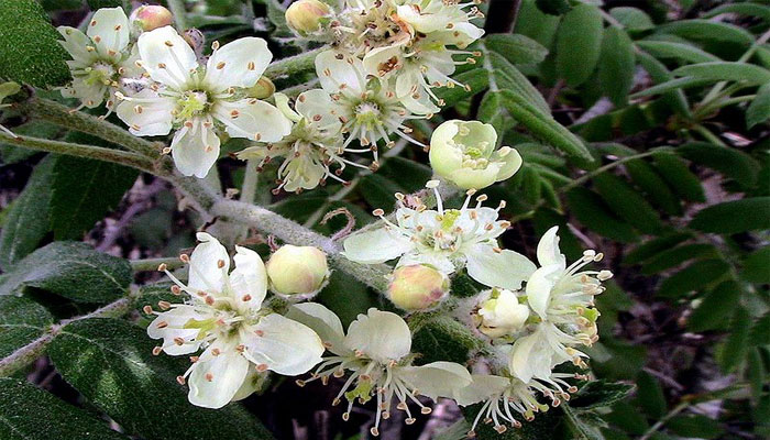 Flores de Serbal común