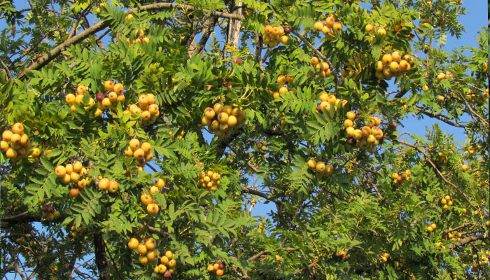 Sorbus domestica