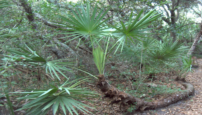 Serenoa repens