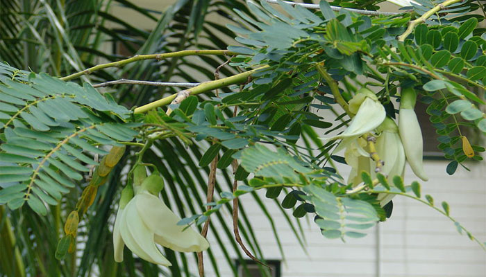 Sesbania grandiflora 