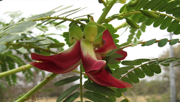 Variedad con flor de color rojo