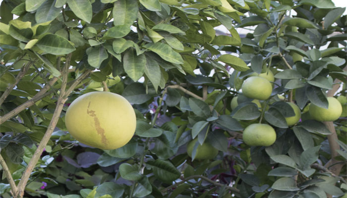 Shaddock (Citrus maxima )