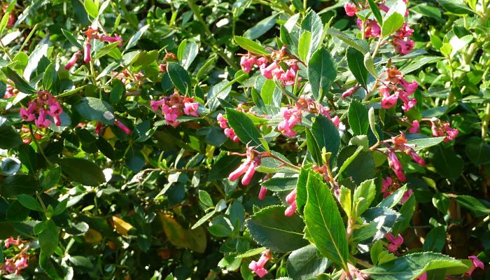 Las flores son realmente hermosas