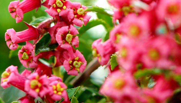 flor siete camisas