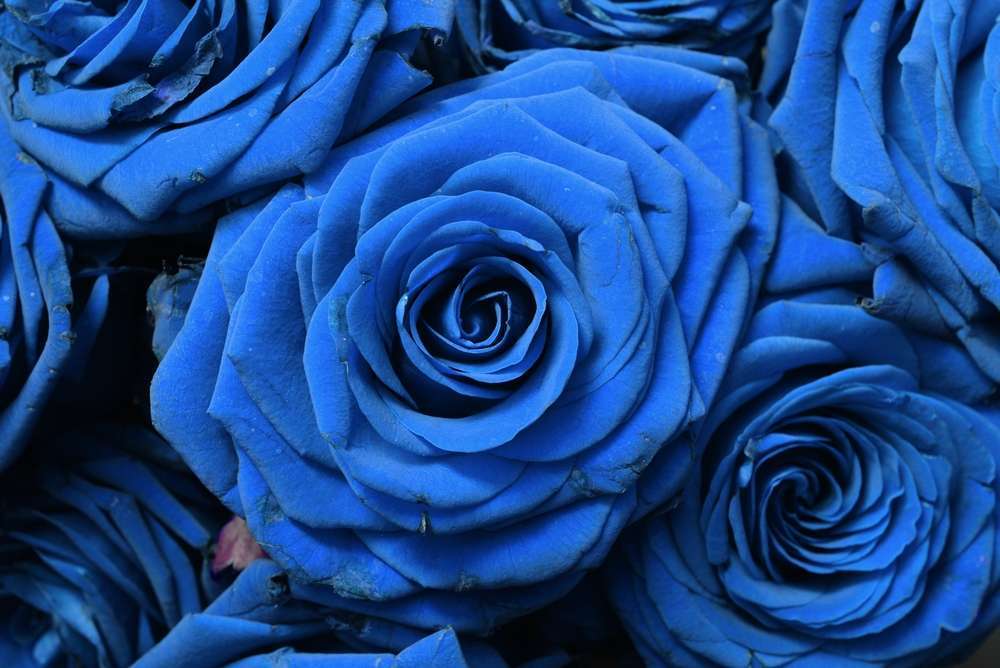 significado de las rosas azules