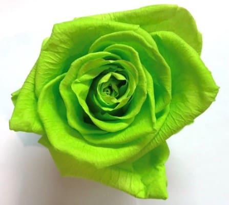 significado de la rosa verde