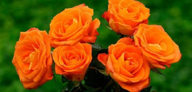 significados de las rosas naranjas