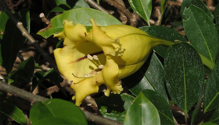 ️ Solandra Origen Descripción Variedades Cultivo Cuidados Y Usos