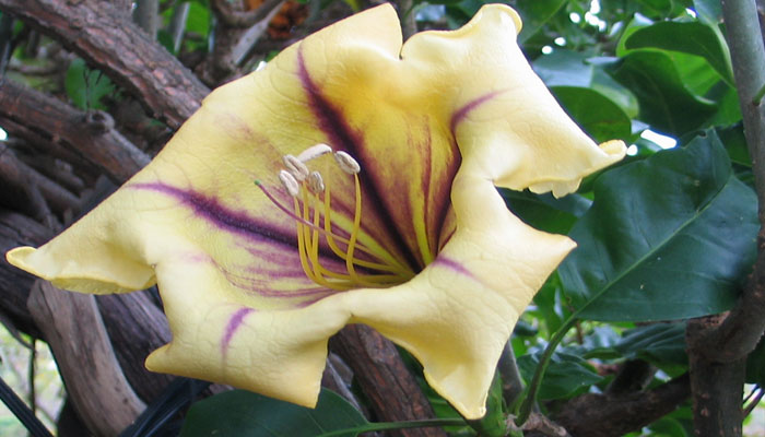 Solandra maxima