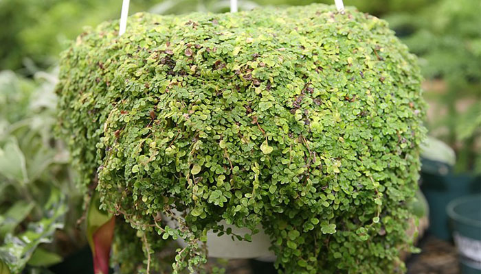 Hermosa planta en cesta colgante