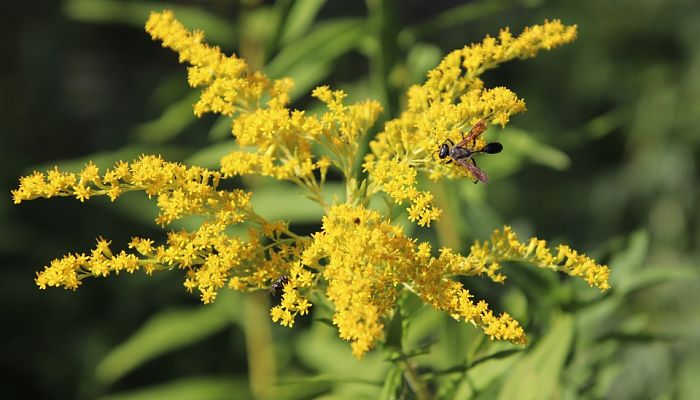 Solidago