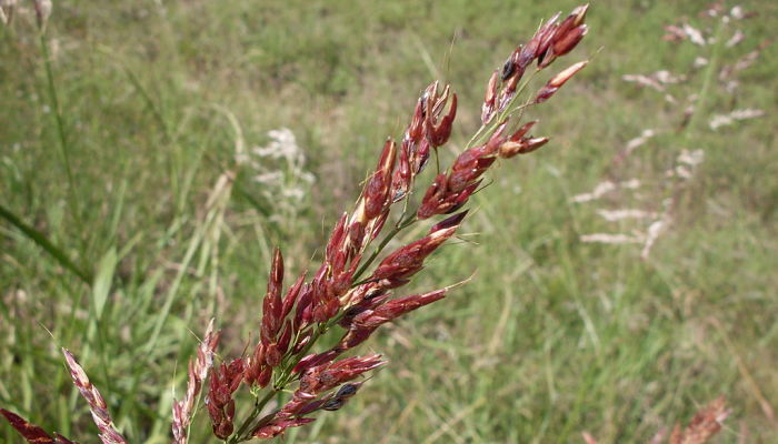 variedades de sorgo de alepo