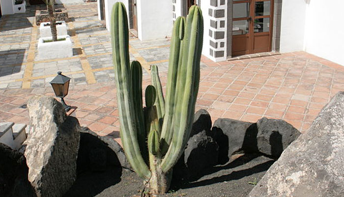 Sternocereus marginatus