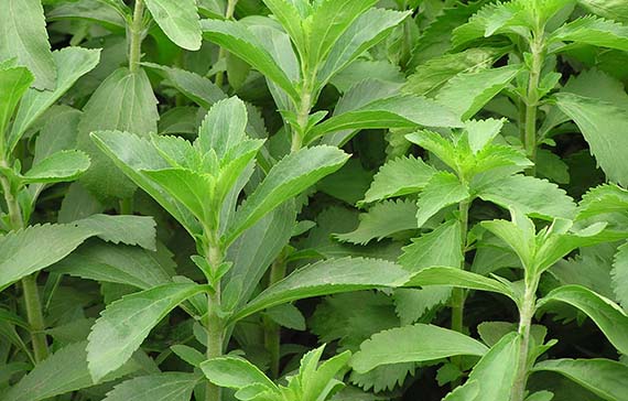 Stevia